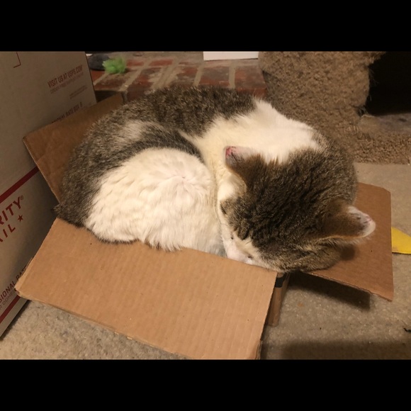 🐈 🐾 Hello! Welcome to come our human closet 🐈🐾 - Picture 12 of 13